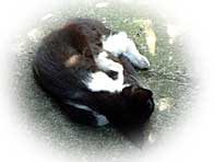 子猫のお昼寝写真