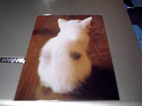 [�ʐ^]�g�����v�ƈꏏ�ɔ������L�̃|�X�g�J�[�h