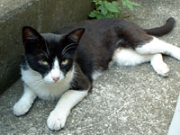 �J�����ڐ��ȑ�l�L