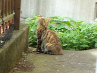 �J�����ɂ͖ڂ�����Ȃ��q�L