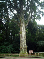 �����_�{�̌�_��