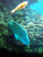 ����C������ ����̂肨���̋�