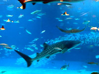 ����C������ �}���^�̂�������