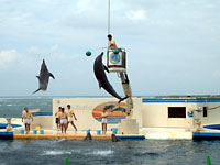 ����C������ �C���J�V���[